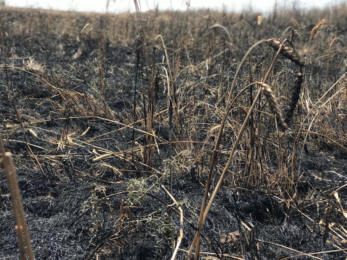 Civil defense teams in cooperation with Iraqi PMF units on Wednesday managed to contain wildfires erupted in crop fields in 5 villages located in Diyala's northeastern town of Khanaqin.   